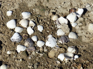 Kleine Muscheln am Rheinstrand