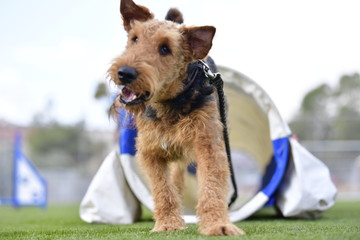 One-year-old Airedale Terrier trains in agility, overcoming various obstacles on the grass field