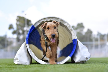 One-year-old Airedale Terrier trains in agility, overcoming various obstacles on the grass field