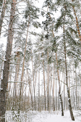 Fototapeta premium forest in winter