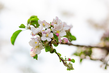 branch of cherry blossoms on white background