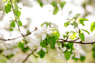 branch of apple tree