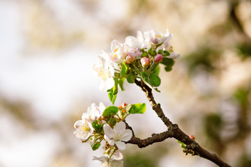 blooming cherry tree in spring