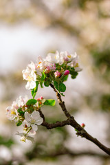 blooming apple tree in spring