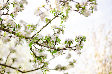 branch of apple tree in spring