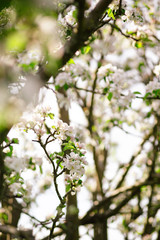 blooming cherry tree in spring