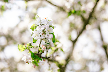 blooming cherry tree in spring