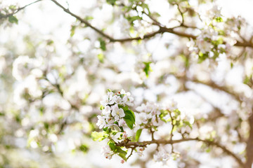 white flowers of a tree in spring