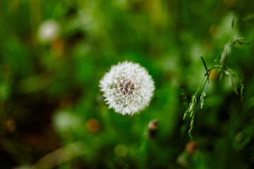 dandelion in the grass