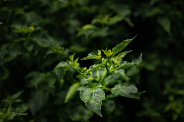 The Bright Leafs