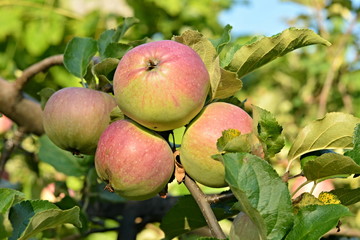 ripe apples on a tree