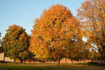 Yellow trees.