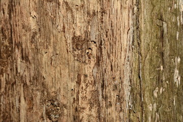 Texture (old wood)