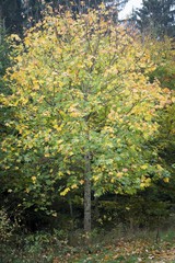 Ein Ahornbaum mit bunten Blättern im Herbst