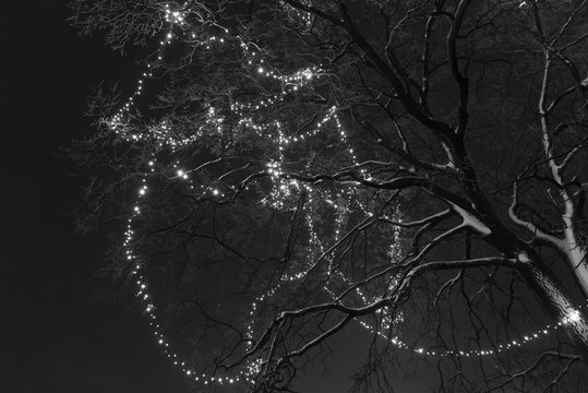 The tree on the street is decorated with yellow garland, black and white photo