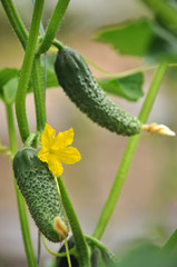 Cucumbers grow in greenhouses