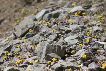 gelbe Alpenblume zwischen Steinen