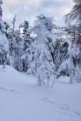 trees in the snow