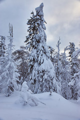 Obraz premium trees in the snow