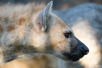 spotted hyena