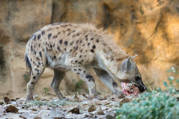 spotted hyena