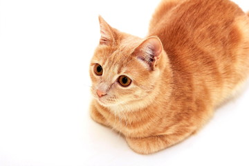 Red cat lying on a white background, tucked under her paws.