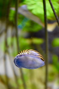 Zebrarennschnecke