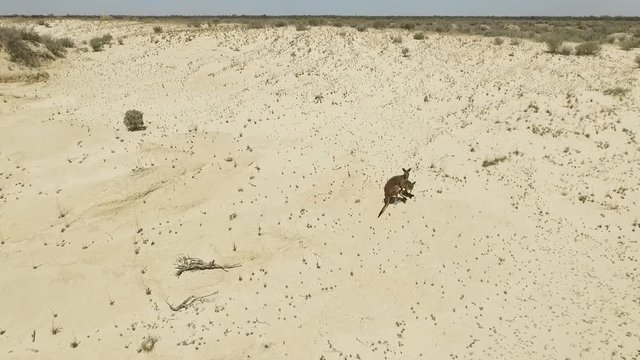 k&auml;ngurus auf sandd&uuml;nen