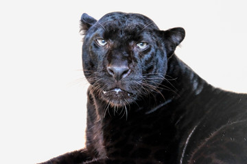 leopard