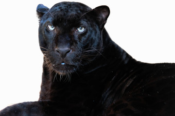 leopard
