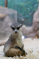 Obraz premium meerkat sitting on wood sawdust