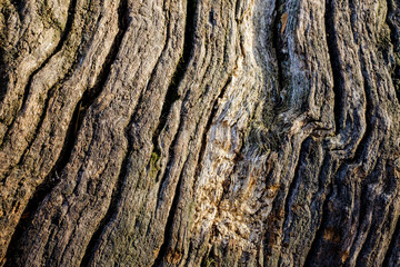 bark of a tree