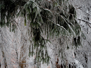 winter