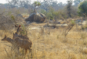 Kudu Antelopes in Kruger National Park