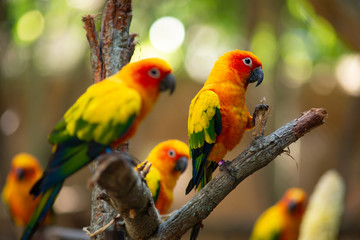 Pretty position of Sun parakeet. They are a small and beautiful bird