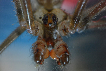 araña