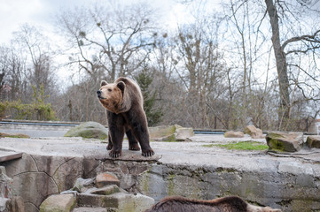 The brown bear is in his aviary of a large zoo