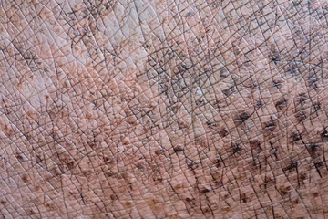 Fototapeta premium Hippopotamus skin