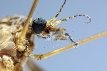 mosquito