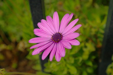 Obraz premium Margarita