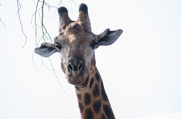 Face to face with Giraffe in Kruger National Park