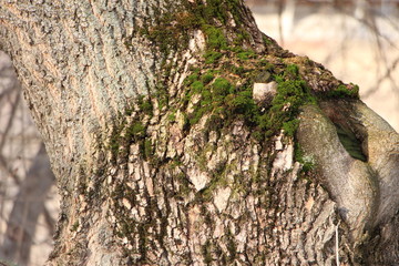 Мох на старом дереве.