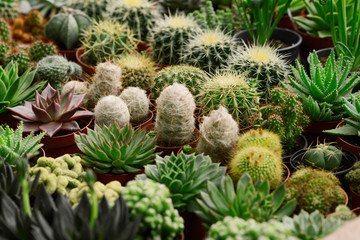  shop of plants blooming greenhouse greenhouse different types and varieties are sold ficus orchid beautiful well-groomed flowerpots counter vet bright green