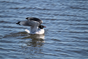 A Franklin's Gull stretching its wings while on water