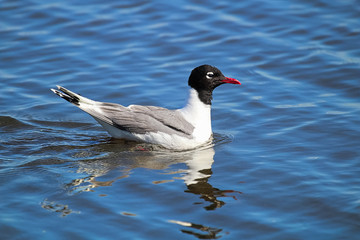 A Franklin's Gull with its reflection in water