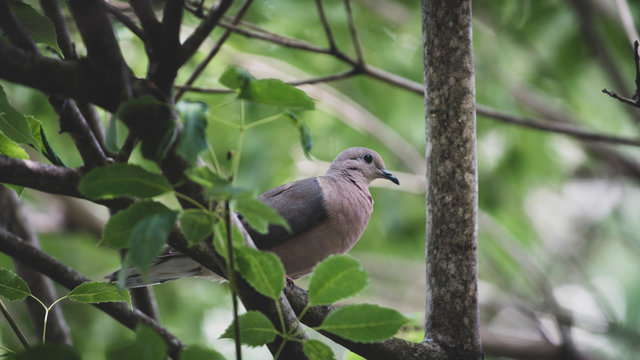 Pombo 04
