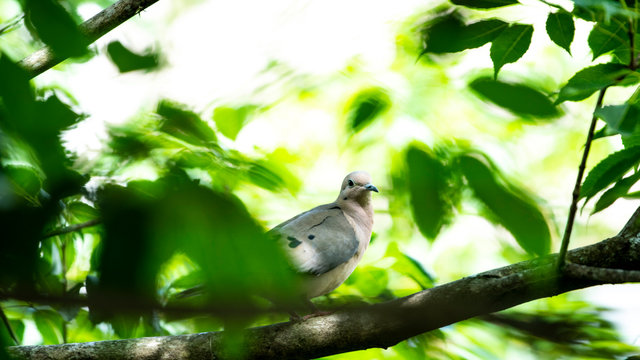 Pombo 03