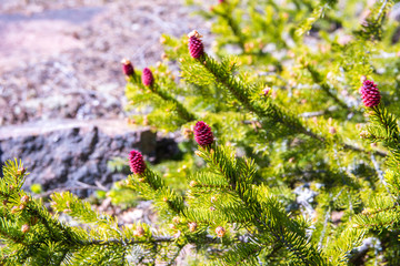 Obraz premium Young fir cones and fir tree branches