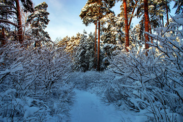 beautiful winter landscape with forest, trees and sunrise. winterly morning of a new day. Christmas landscape with snow.