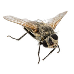 Closeup of a dead fly with twisted head isolated on white